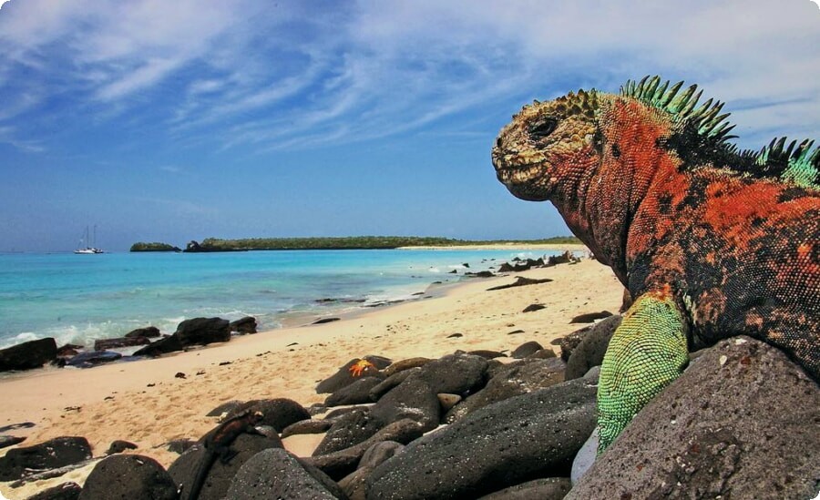 Strande til en unik tur i Ecuador