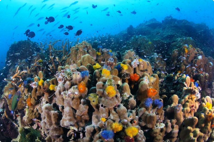 Discover the world's most beautiful coral reefs: a guide to the top 5 ...