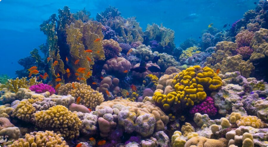 The Red Sea Coral Reef- Red Sea